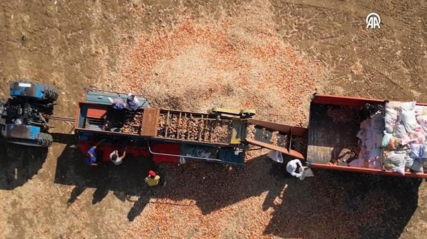 Sulama istemiyor, 3-4 kat ürün veriyor! Tekirdağ'da hasat başladı: Türkiye'nin her yerinden sipariş yağıyor
