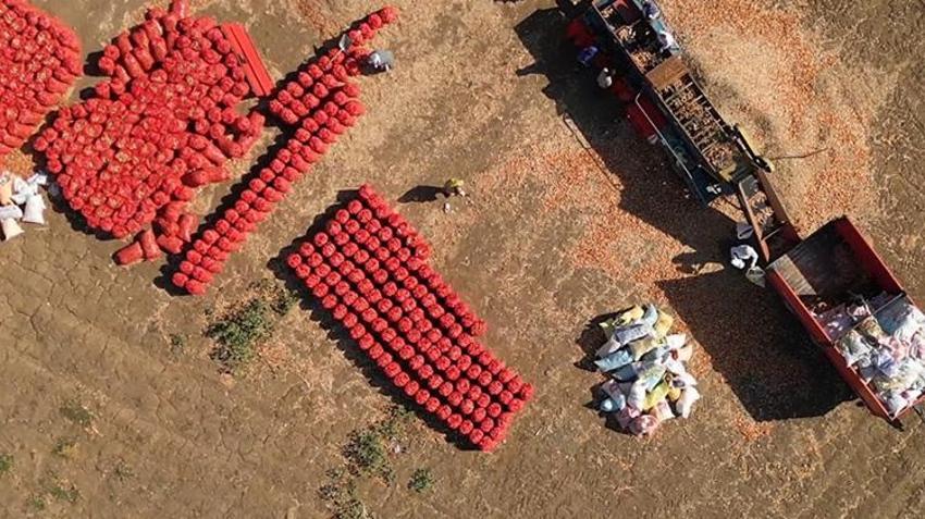 Sulama istemiyor, 3-4 kat ürün veriyor! Tekirdağ'da hasat başladı: Türkiye'nin her yerinden sipariş yağıyor