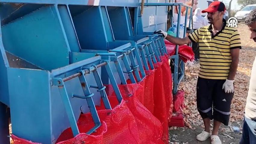 Sulama istemiyor, 3-4 kat ürün veriyor! Tekirdağ'da hasat başladı: Türkiye'nin her yerinden sipariş yağıyor
