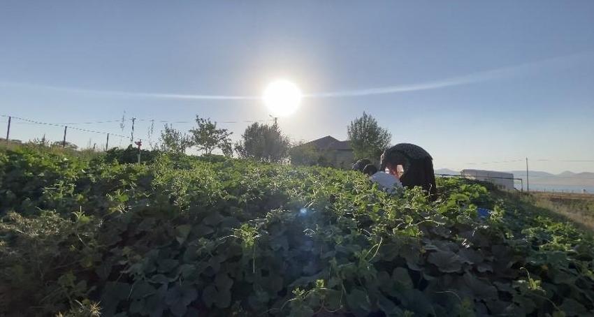 Bahar aylarında ektiler, şimdi tek tek topluyorlar! Ağrı’da bostan bereketi