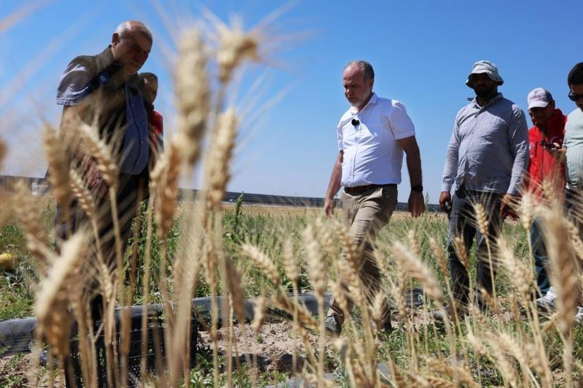 Niğde'de 51 bin fidenin karşılığı alındı: NOHÜ'de hasat yapıldı