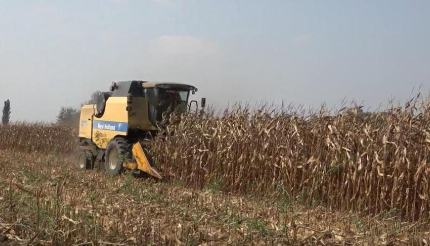 Osmaniye’de hasat başladı! Çiftçi fiyat bekliyor: 'En az 17 lira olmalı'