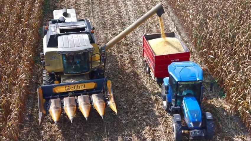 Osmaniye’de hasat başladı! Çiftçi fiyat bekliyor: 'En az 17 lira olmalı'