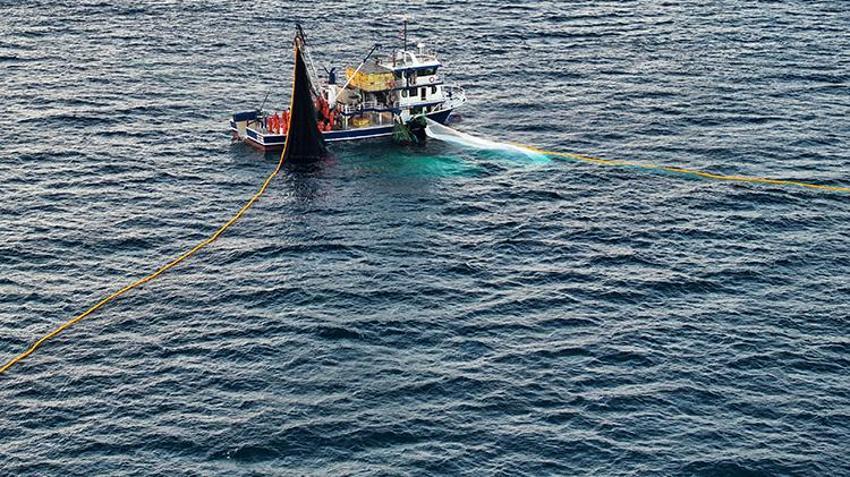 Ege'de sezon hamsi bereketiyle başladı: 2 saatte 300 kasa balık taktılar!