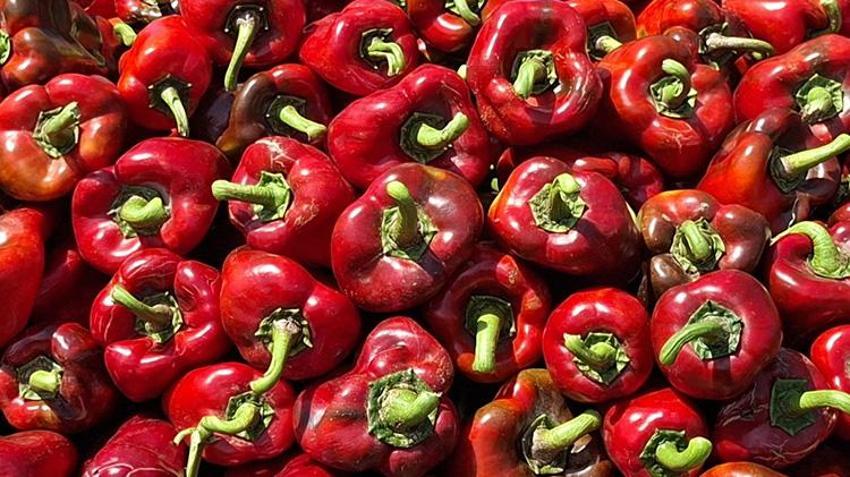 Samsun’da üreticinin yüzünü güldüren hasat! Kilosu 30 TL'ye ulaştı: Türkiye’nin dört bir yanına gidiyor
