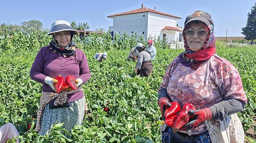 Samsun’da üreticinin yüzünü güldüren hasat! Kilosu 30 TL'ye ulaştı: Türkiye’nin dört bir yanına gidiyor