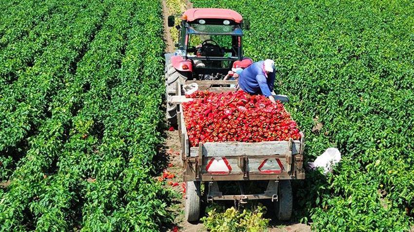 Samsun’da üreticinin yüzünü güldüren hasat! Kilosu 30 TL'ye ulaştı: Türkiye’nin dört bir yanına gidiyor
