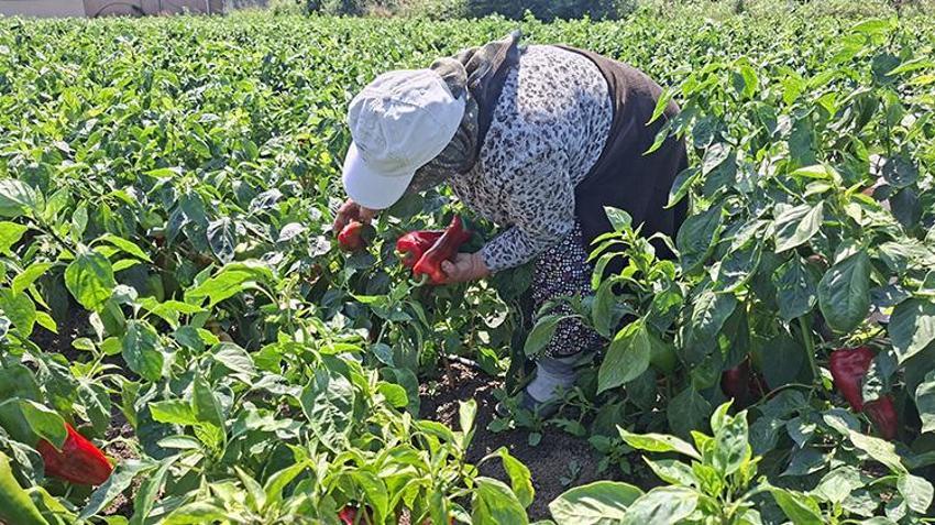 Samsun’da üreticinin yüzünü güldüren hasat! Kilosu 30 TL'ye ulaştı: Türkiye’nin dört bir yanına gidiyor
