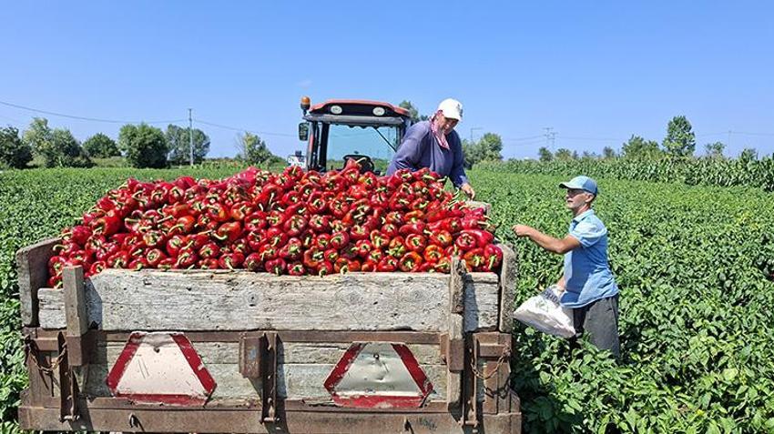 Samsun’da üreticinin yüzünü güldüren hasat! Kilosu 30 TL'ye ulaştı: Türkiye’nin dört bir yanına gidiyor