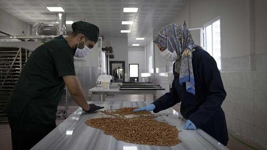 Malatya'dan Türkiye'ye bir ilk! Kayısı çekirdeğinden glütensiz bisküvi üretildi! Günlük 10 bin adet üretiliyor