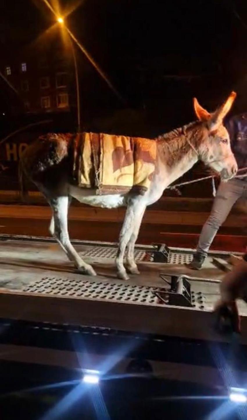 Ankara'da fıkra gibi olay! Protokol Yolu'na çıkan eşek yediemin otoparkına çekildi! Sosyal medyada gördü, hayatının şokunu yaşadı!
