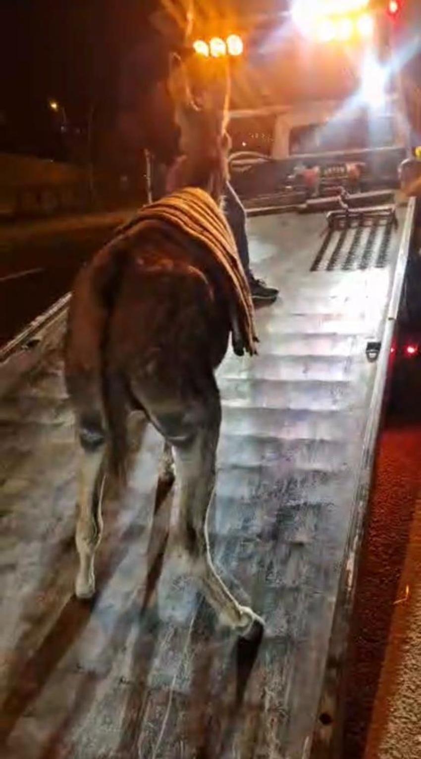 Ankara'da fıkra gibi olay! Protokol Yolu'na çıkan eşek yediemin otoparkına çekildi! Sosyal medyada gördü, hayatının şokunu yaşadı!