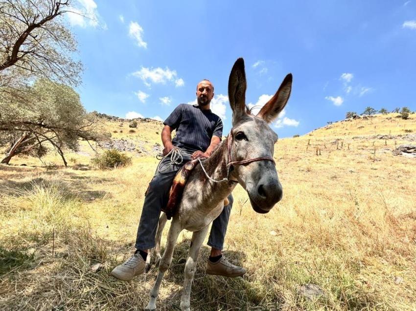 Ankara'da fıkra gibi olay! Protokol Yolu'na çıkan eşek yediemin otoparkına çekildi! Sosyal medyada gördü, hayatının şokunu yaşadı!