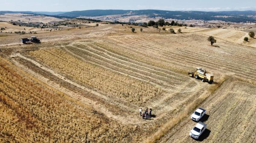 Denizli'de geliştirildi! Yeni çeşit tarlada yüzleri güldürdü