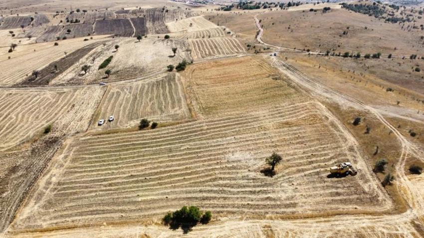 Denizli'de geliştirildi! Yeni çeşit tarlada yüzleri güldürdü