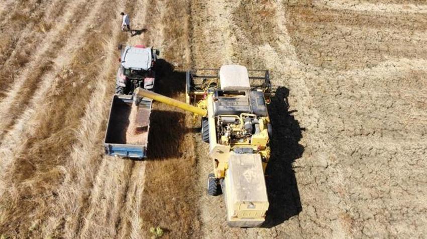 Denizli'de geliştirildi! Yeni çeşit tarlada yüzleri güldürdü
