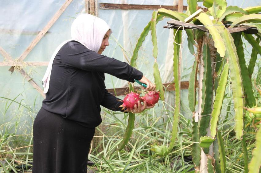 Kadın girişimci 'Burada yetişmez' diyenlere inat üretime başladı, 1 tonun üzerinde ürün bekliyor