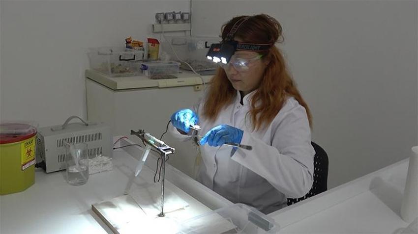Karadeniz'de bir ilk! Şanlıurfa'dan getirdiler, Samsun'da üretime başladılar: Litresi servet değerinde!
