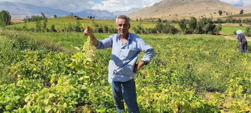 Tarlada kilosu 125 TL’ye kadar çıktı! Adana’nın coğrafi işaretli ürününde hasat başladı
