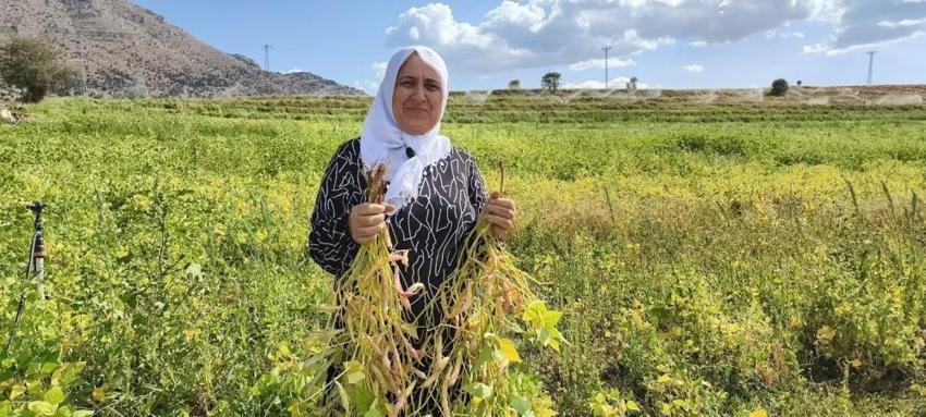 Tarlada kilosu 125 TL’ye kadar çıktı! Adana’nın coğrafi işaretli ürününde hasat başladı