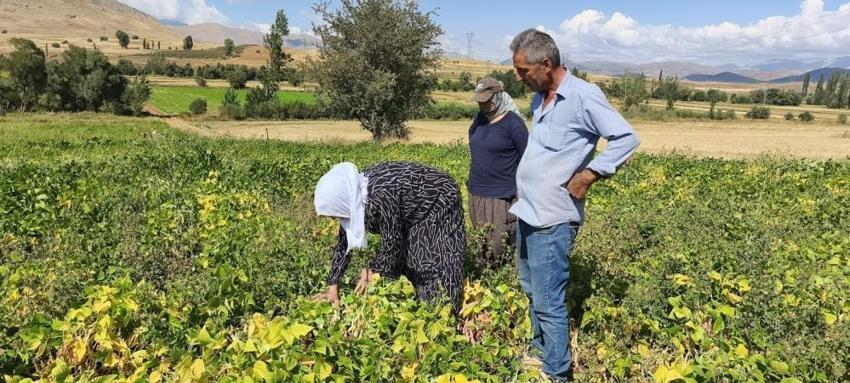 Tarlada kilosu 125 TL’ye kadar çıktı! Adana’nın coğrafi işaretli ürününde hasat başladı