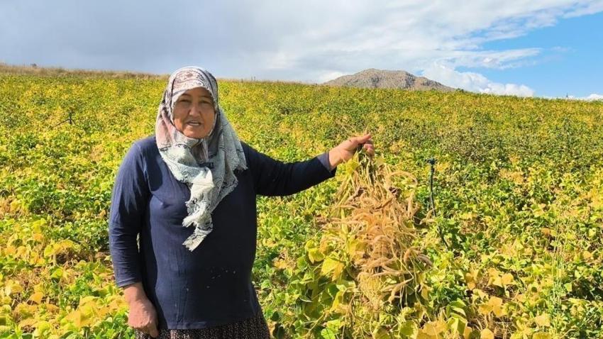Tarlada kilosu 125 TL’ye kadar çıktı! Adana’nın coğrafi işaretli ürününde hasat başladı