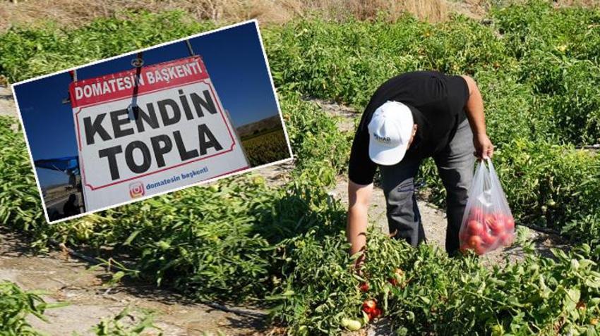 Tabela yol kenarına asıldı, vatandaşlar tarlaya akın etti! Üretici talebe yetişemiyor