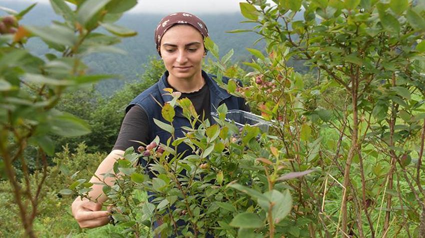 Atıl araziyi servete çevirdi! Şimdi siparişlere yetişemiyor: Babasının diktiği fidanlarla kendi işinin patronu oldu