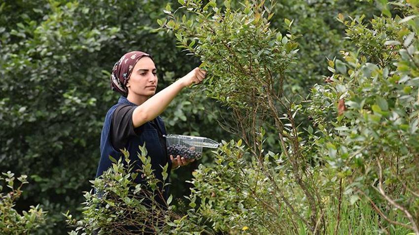 Atıl araziyi servete çevirdi! Şimdi siparişlere yetişemiyor: Babasının diktiği fidanlarla kendi işinin patronu oldu