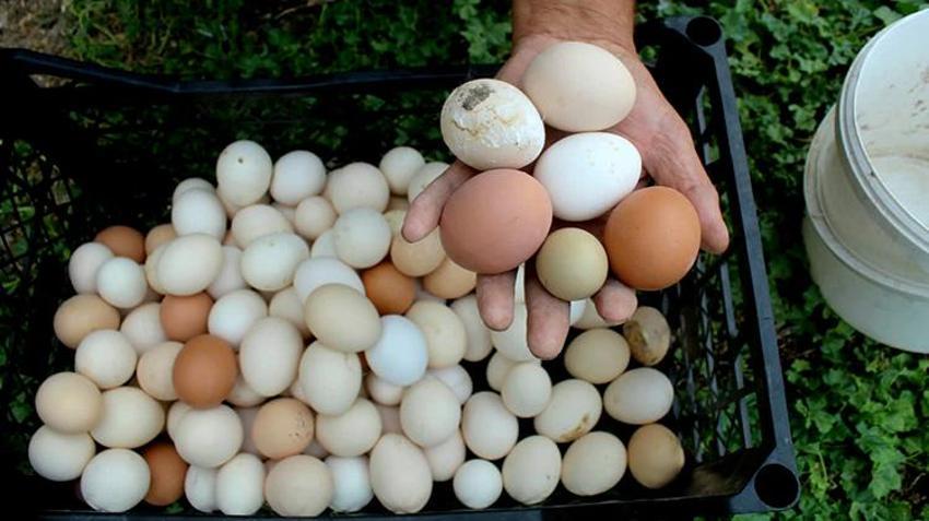 Kayserili esnaf çocukluk hayali için meslek değiştirdi: '2 paket sigara parasına 300 canlı doyuyor'