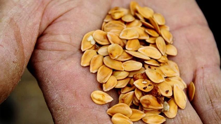 Kayserili esnaf çocukluk hayali için meslek değiştirdi: '2 paket sigara parasına 300 canlı doyuyor'