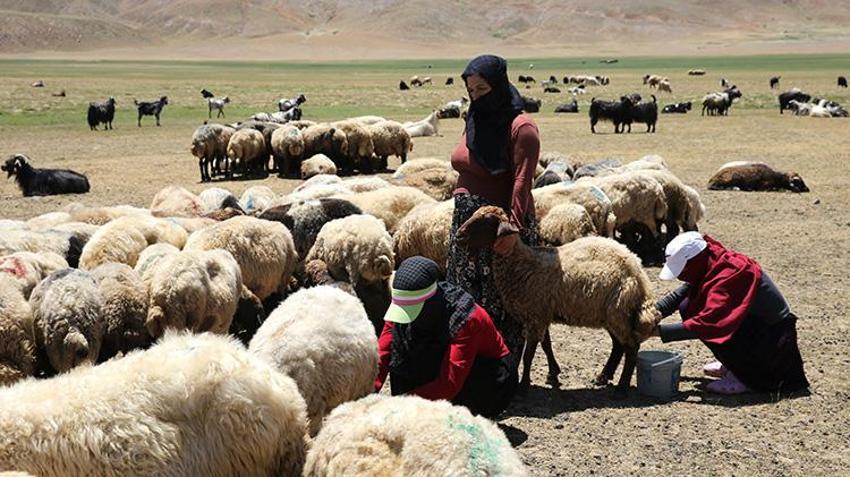 Bitlis Hizan'da kadınlar yüzyıllık geleneği yaşatıyor: Koyun Yünlerinden geleneksel yöntemlerle işliyorlar!