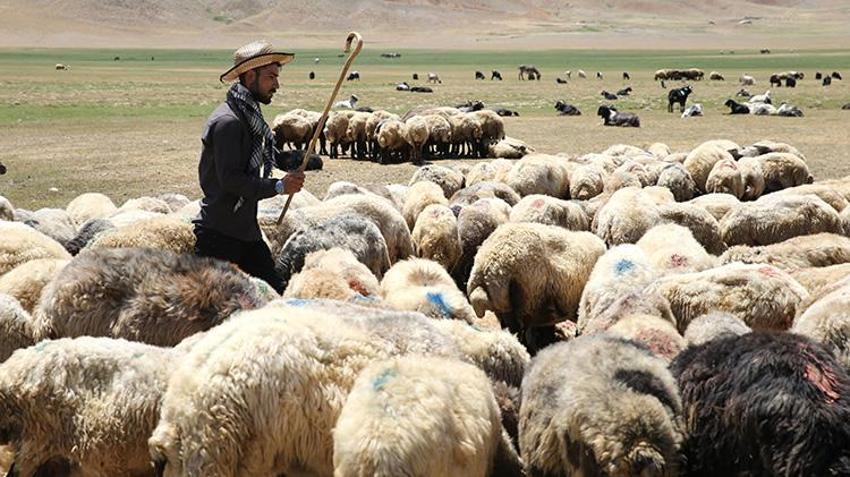 Bitlis Hizan'da kadınlar yüzyıllık geleneği yaşatıyor: Koyun Yünlerinden geleneksel yöntemlerle işliyorlar!