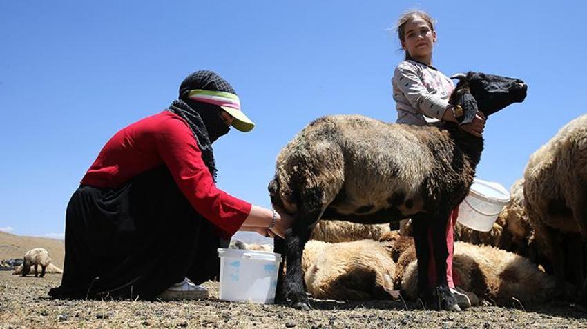 Bitlis Hizan'da kadınlar yüzyıllık geleneği yaşatıyor: Koyun Yünlerinden geleneksel yöntemlerle işliyorlar!