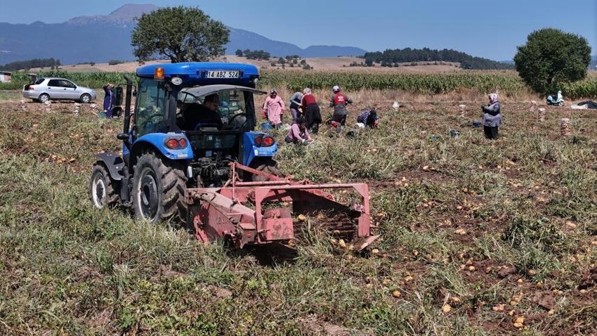 Tarlada 24, tezgahta 45 liradan satılıyor! Hasat başladı, aradaki fark dikkat çekti