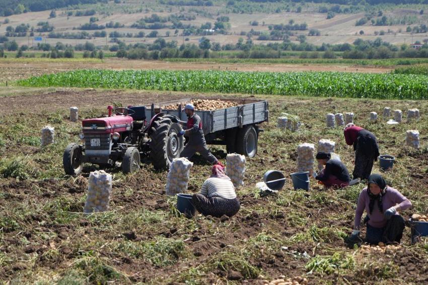 Tarlada 24, tezgahta 45 liradan satılıyor! Hasat başladı, aradaki fark dikkat çekti