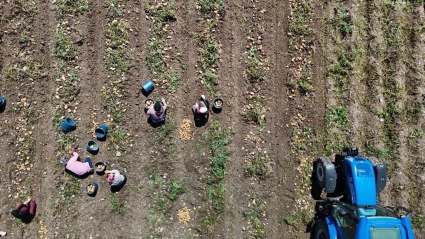 Tarlada 24, tezgahta 45 liradan satılıyor! Hasat başladı, aradaki fark dikkat çekti