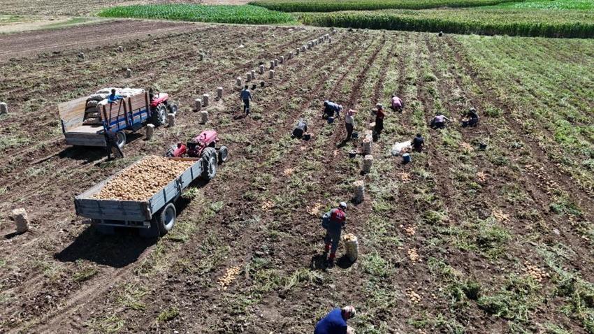 Tarlada 24, tezgahta 45 liradan satılıyor! Hasat başladı, aradaki fark dikkat çekti