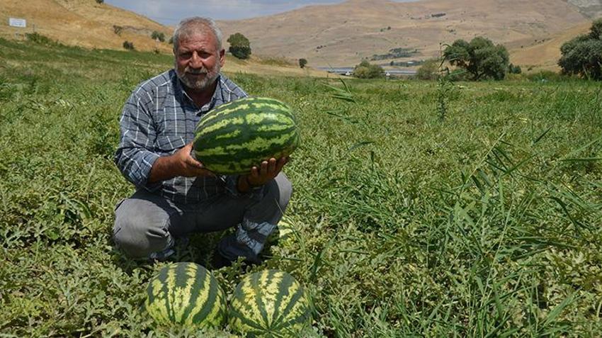 Muş Ovası'nda altın değerinde hasat! Yağışlar bereket getirdi: 230 bin ton rekor üretimle kent ekonomisine 2 milyar liralık destek!
