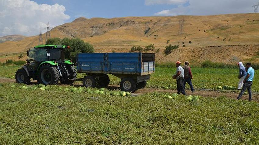 Muş Ovası'nda altın değerinde hasat! Yağışlar bereket getirdi: 230 bin ton rekor üretimle kent ekonomisine 2 milyar liralık destek!