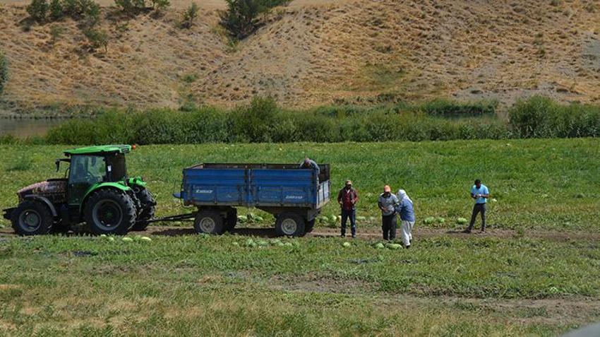 Muş Ovası'nda altın değerinde hasat! Yağışlar bereket getirdi: 230 bin ton rekor üretimle kent ekonomisine 2 milyar liralık destek!