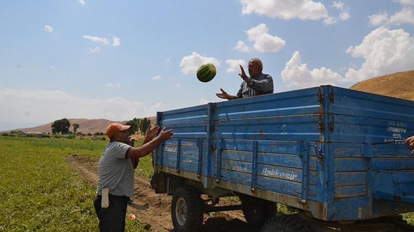 Muş Ovası'nda altın değerinde hasat! Yağışlar bereket getirdi: 230 bin ton rekor üretimle kent ekonomisine 2 milyar liralık destek!