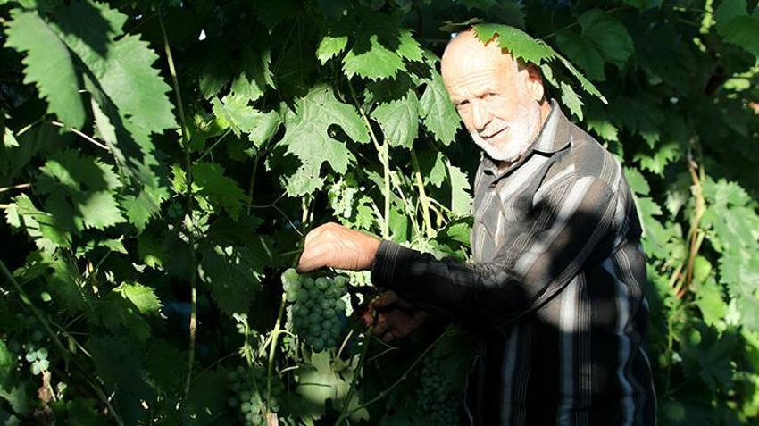 Eşsiz aromasıyla göz kamaştırıyor! Safranbolu'nun eşsiz lezzeti çavuş üzümünde hasat başladı: Kilosu 150 lira