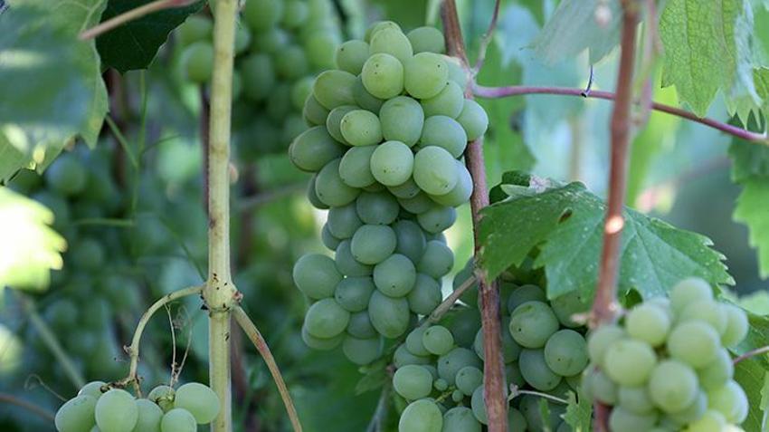 Eşsiz aromasıyla göz kamaştırıyor! Safranbolu'nun eşsiz lezzeti çavuş üzümünde hasat başladı: Kilosu 150 lira