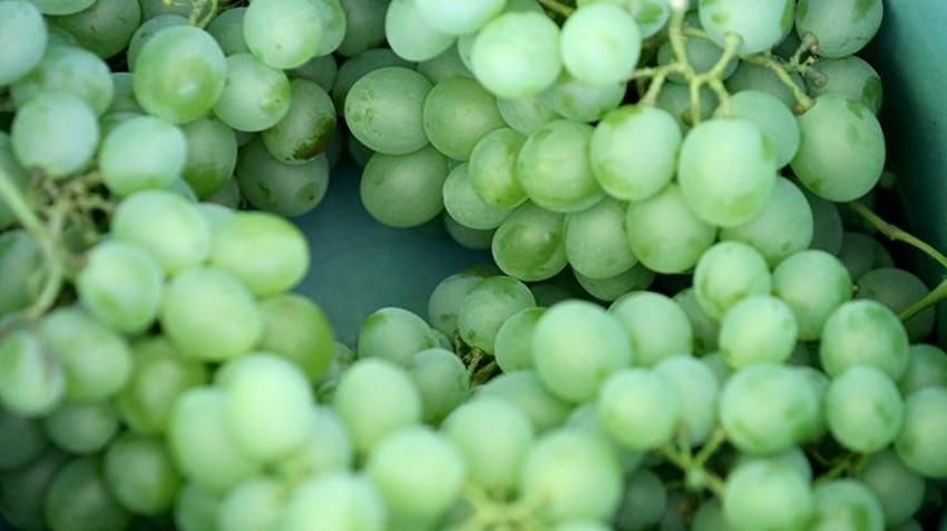 Eşsiz aromasıyla göz kamaştırıyor! Safranbolu'nun eşsiz lezzeti çavuş üzümünde hasat başladı: Kilosu 150 lira