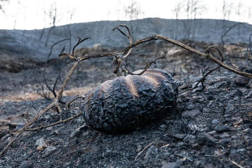 Muğla'da yıllarca silinmeyecek manzara! Yangından geriye kaldı