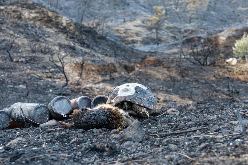 Muğla'da yıllarca silinmeyecek manzara! Yangından geriye kaldı