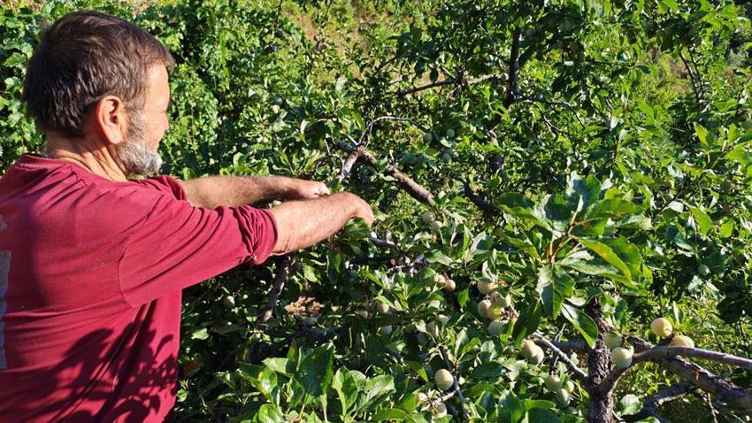 Demirci'nin 138 yıllık lezzetinde hasat başladı