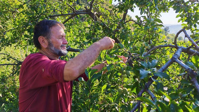 Demirci'nin 138 yıllık lezzetinde hasat başladı