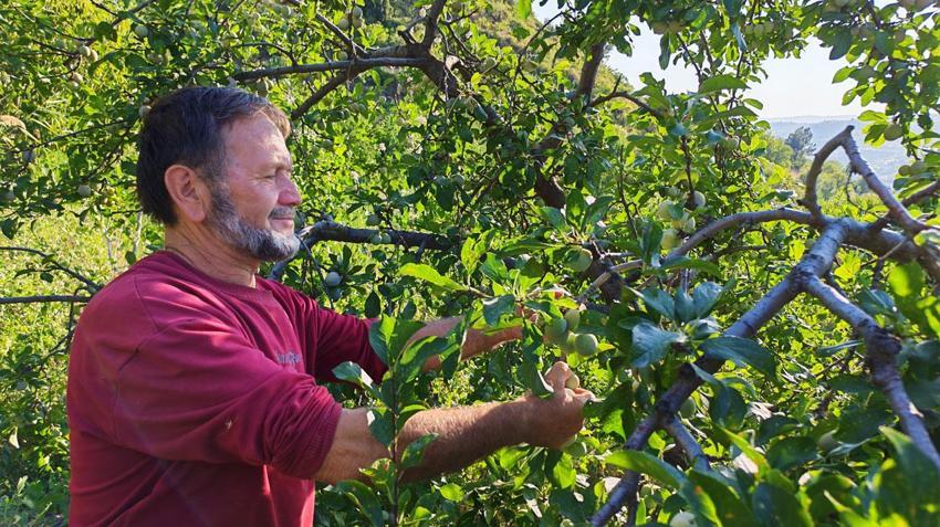Demirci'nin 138 yıllık lezzetinde hasat başladı
